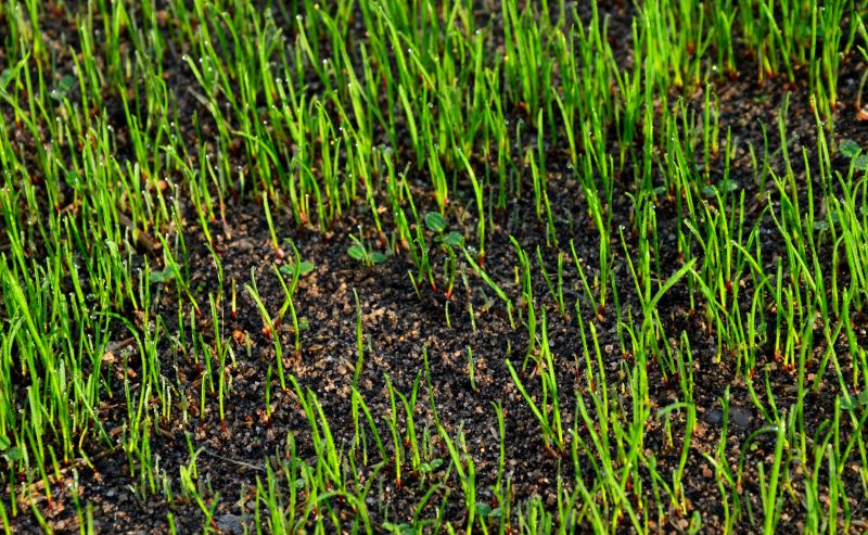 Spring yard preparation