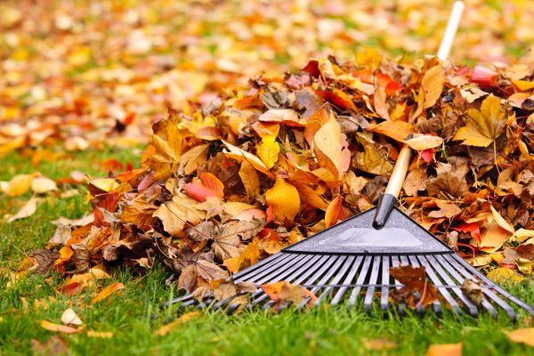 Leaves Removal in Federal Way