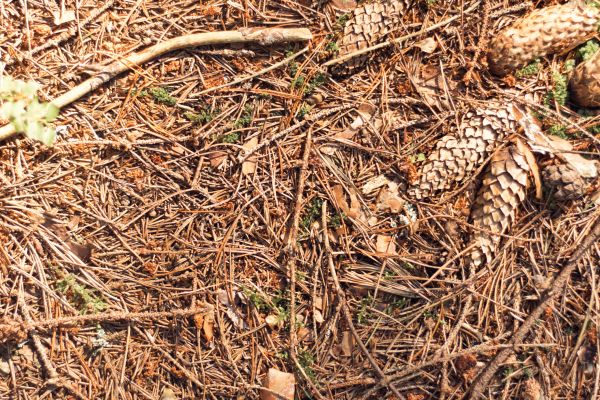Pine Needles Removal in Federal Way