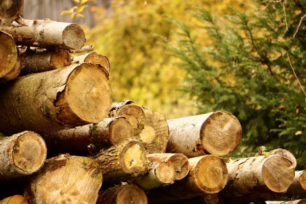 Wood Pile Removal in Federal Way