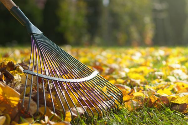 Leaf Raking Service in Federal Way
