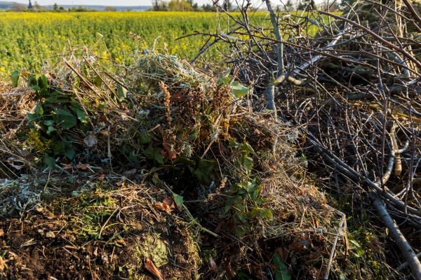 Brush Disposal in Federal Way