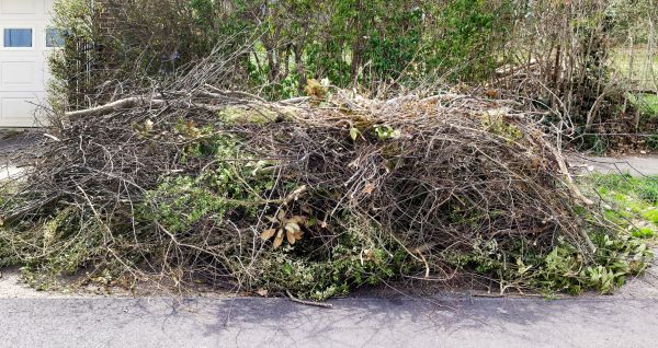 Tree Limb Cleanup in Federal Way