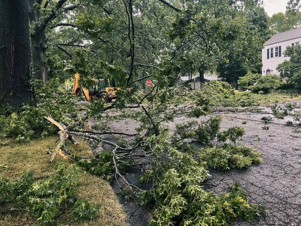 Tree Branch Disposal in Federal Way