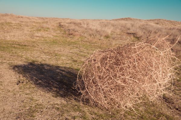 Tumbleweed Removal in Federal Way