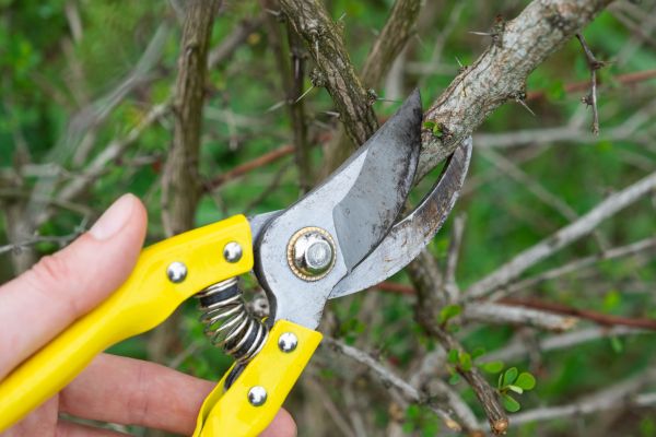 Limbs Removal in Federal Way