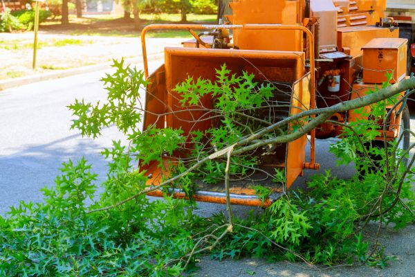 Tree Branches Removal in Federal Way