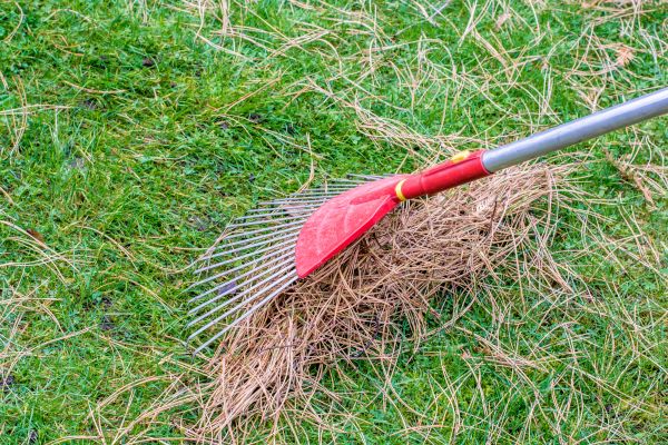 Yard Raking in Federal Way