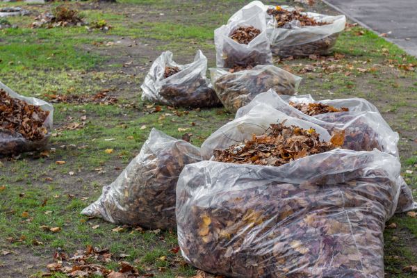 Leaf Pile Disposal in Federal Way