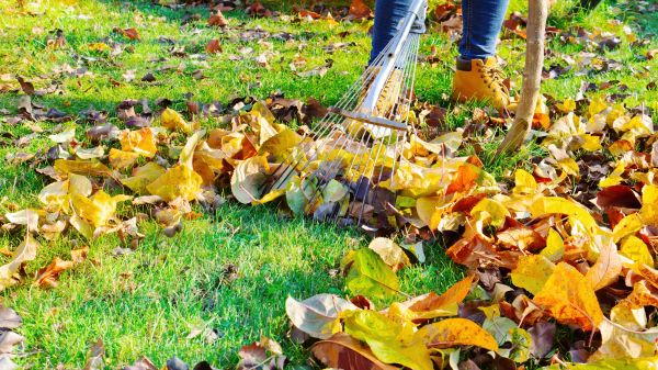 Lawn Cleanup Service in Federal Way