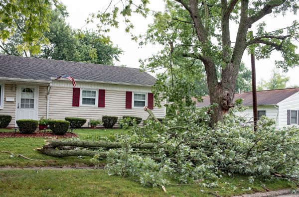 Fallen Branch Removal in Federal Way