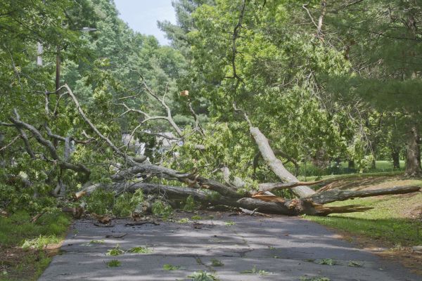 Tree Debris Removal in Federal Way